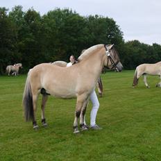 Fjordhest Tornhøjs hector
