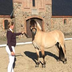 Fjordhest Tornhøjs hector