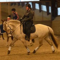 Fjordhest Romeos Hans