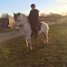 Fjordhest Romeos Hans