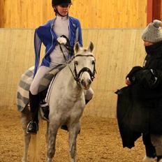 Welsh Pony (sec B) Kroggaardens Don Pedro