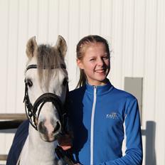 Welsh Pony (sec B) Kroggaardens Don Pedro