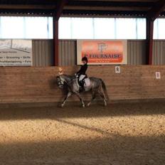 Welsh Pony (sec B) Kirkelodgaard's Milan