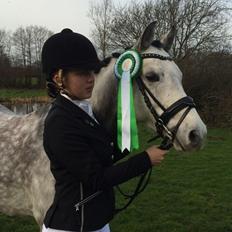 Welsh Pony (sec B) Kirkelodgaard's Milan