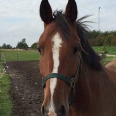 Dansk Varmblod Hyggebo's Katar