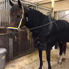 Tysk Oldenburger Lord looping