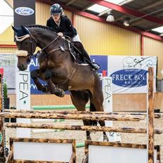 Tysk Oldenburger Lord looping