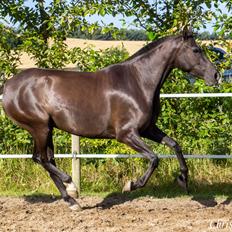 Pura Raza Española TU Bronca