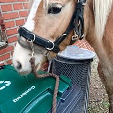 Haflinger Hellia