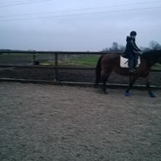 Anden særlig race Lille My