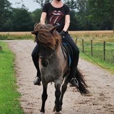 Islænder LITFARI BLÅBJERG