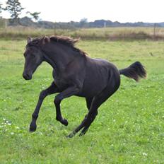 Dansk Varmblod Uglholm's Lexis