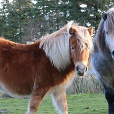 Shetlænder Vallentin's Ups