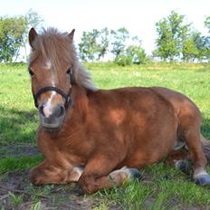 Anden særlig race Rose (Himmelhest)