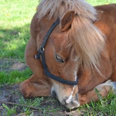 Anden særlig race Rose (Himmelhest)