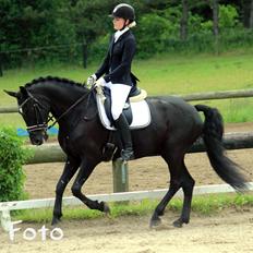 New Forest Stougårds Tucker