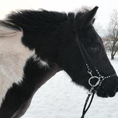 Islænder Galdur frá Farmen 