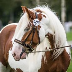 Irish Cob Dalsgaard´s Last Shadow