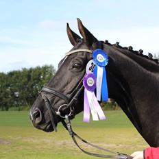 Dansk Varmblod Gørklintgårds Deena