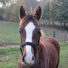 Dansk Varmblod Gørklintgårds Gratia