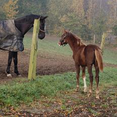 Dansk Varmblod Gørklintgårds Gratia