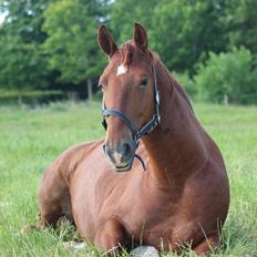 Frederiksborg Kanto a bjældsø