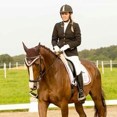 Dansk Varmblod Ladisantos