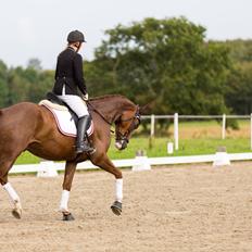 Dansk Varmblod Ladisantos