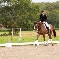 Dansk Varmblod Ladisantos