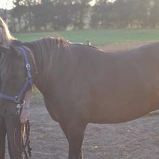 Anden særlig race Blackie