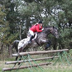 Knabstrupper Menja tofthøj