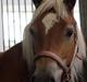 Haflinger Rikke steenberg