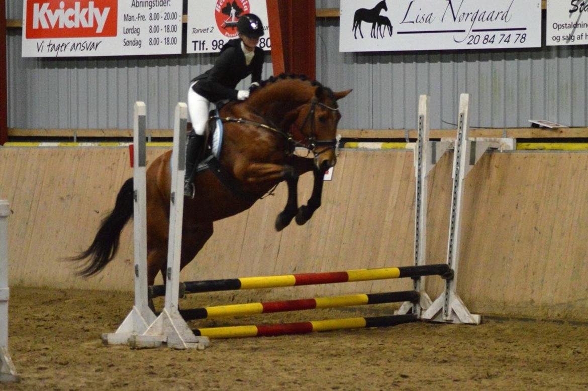 Dansk Varmblod Bakkegaarden's Chester billede 7