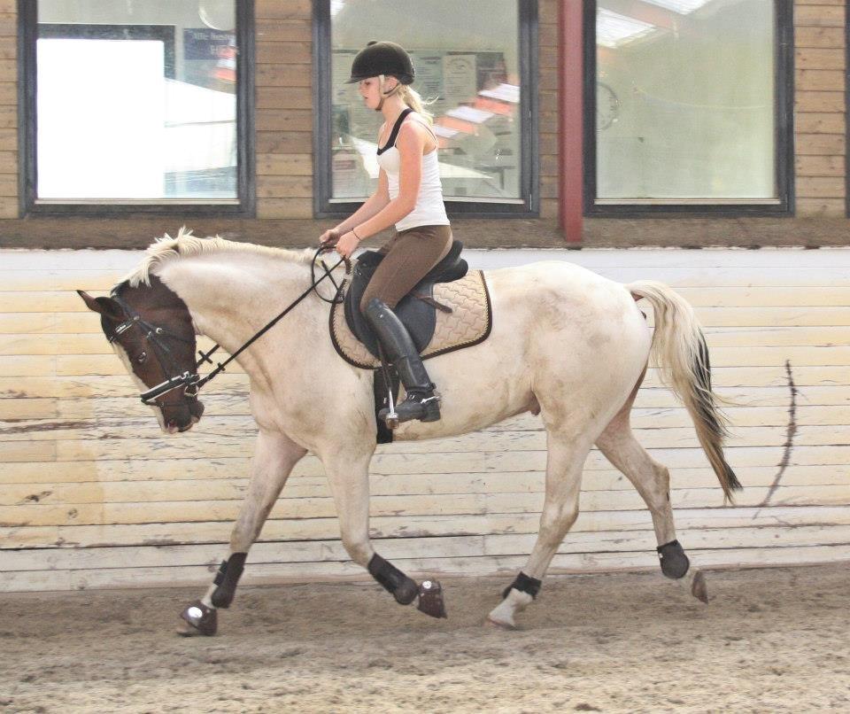 Pinto Mr. Hilton Aquador The lll billede 21