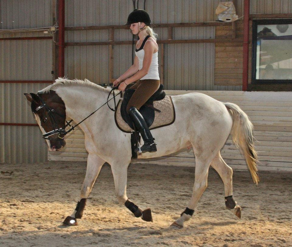 Pinto Mr. Hilton Aquador The lll billede 23