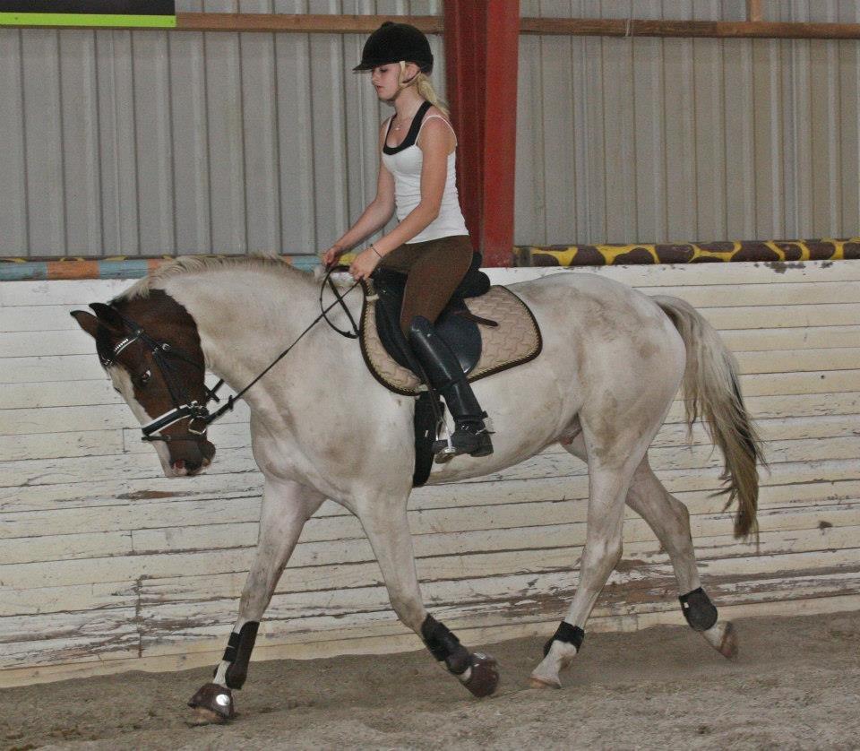 Pinto Mr. Hilton Aquador The lll billede 22