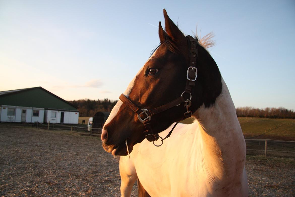 Pinto Mr. Hilton Aquador The lll billede 24