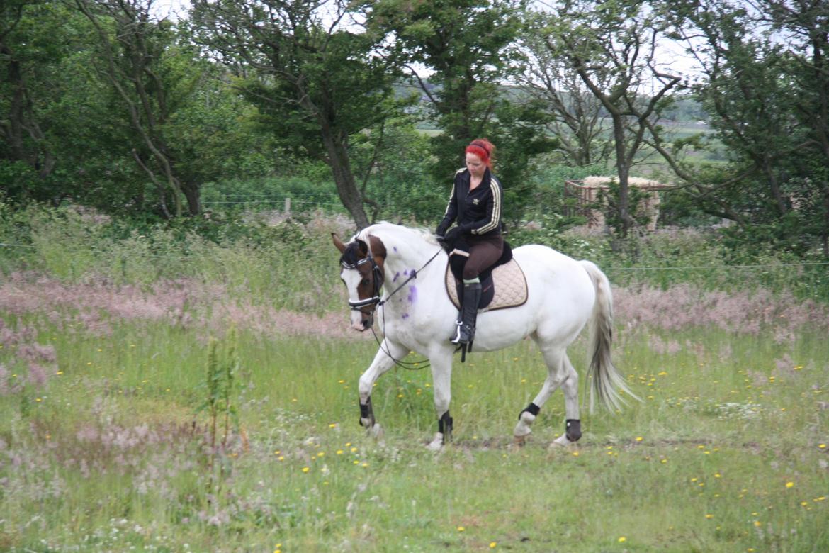 Pinto Mr. Hilton Aquador The lll billede 26