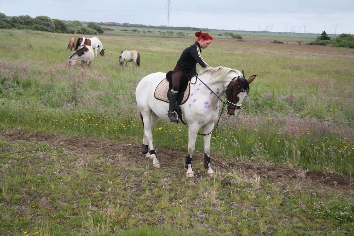 Pinto Mr. Hilton Aquador The lll billede 27