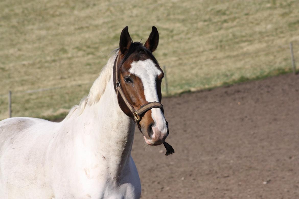 Pinto Mr. Hilton Aquador The lll billede 25