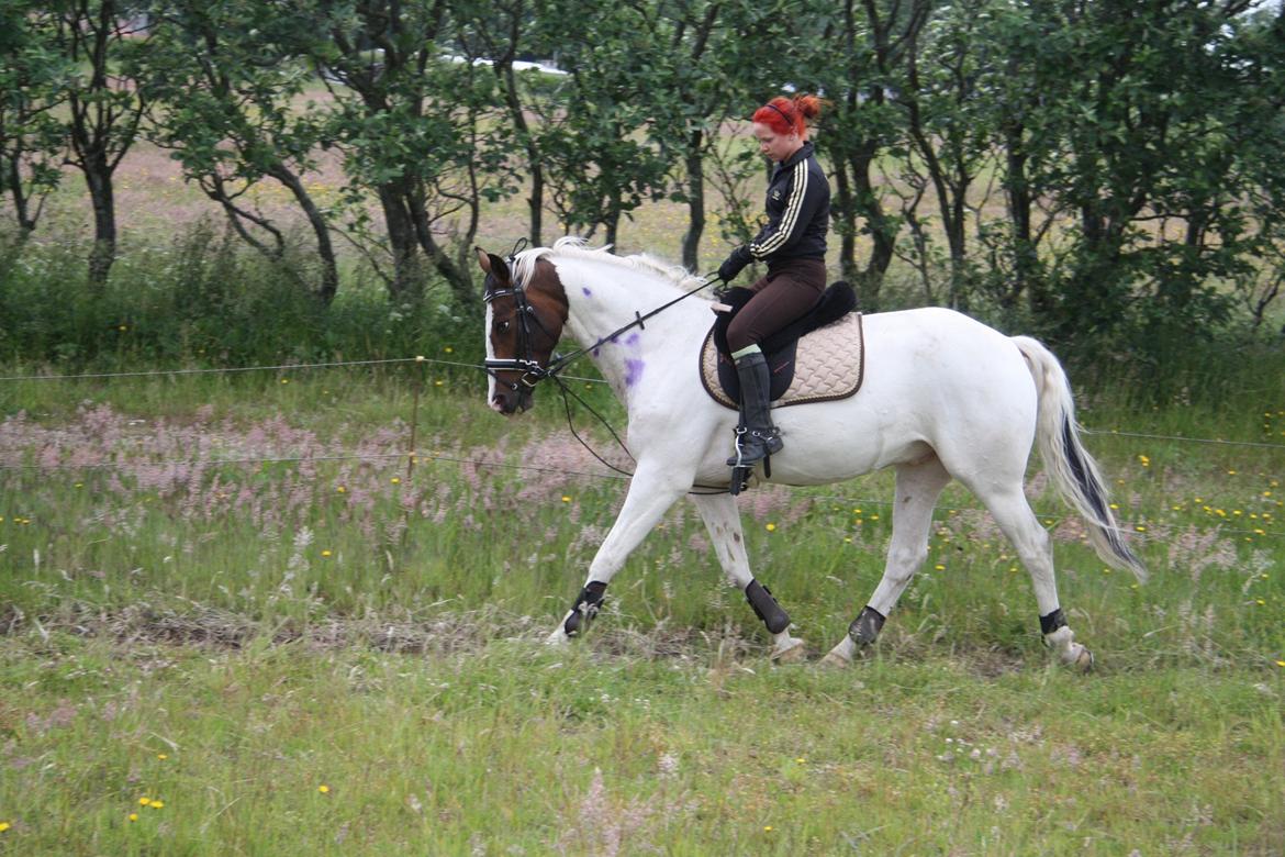 Pinto Mr. Hilton Aquador The lll billede 29