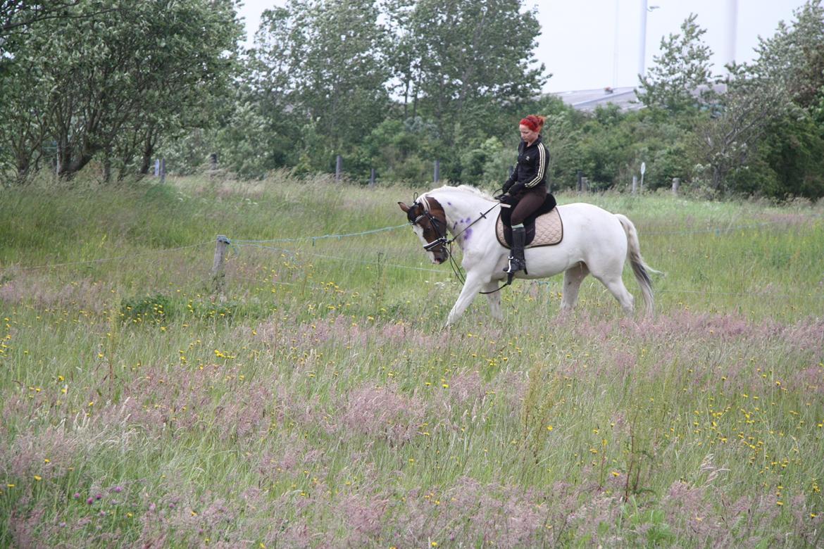 Pinto Mr. Hilton Aquador The lll billede 28