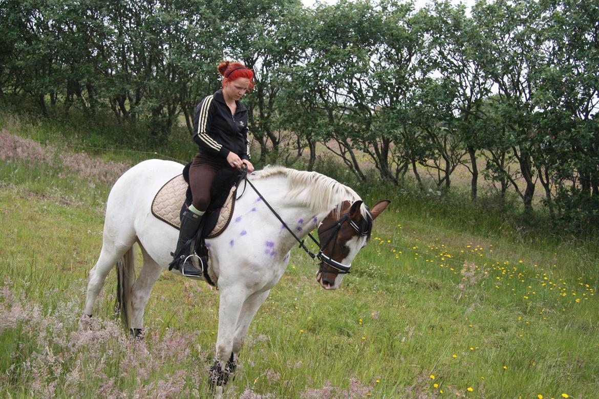 Pinto Mr. Hilton Aquador The lll billede 30