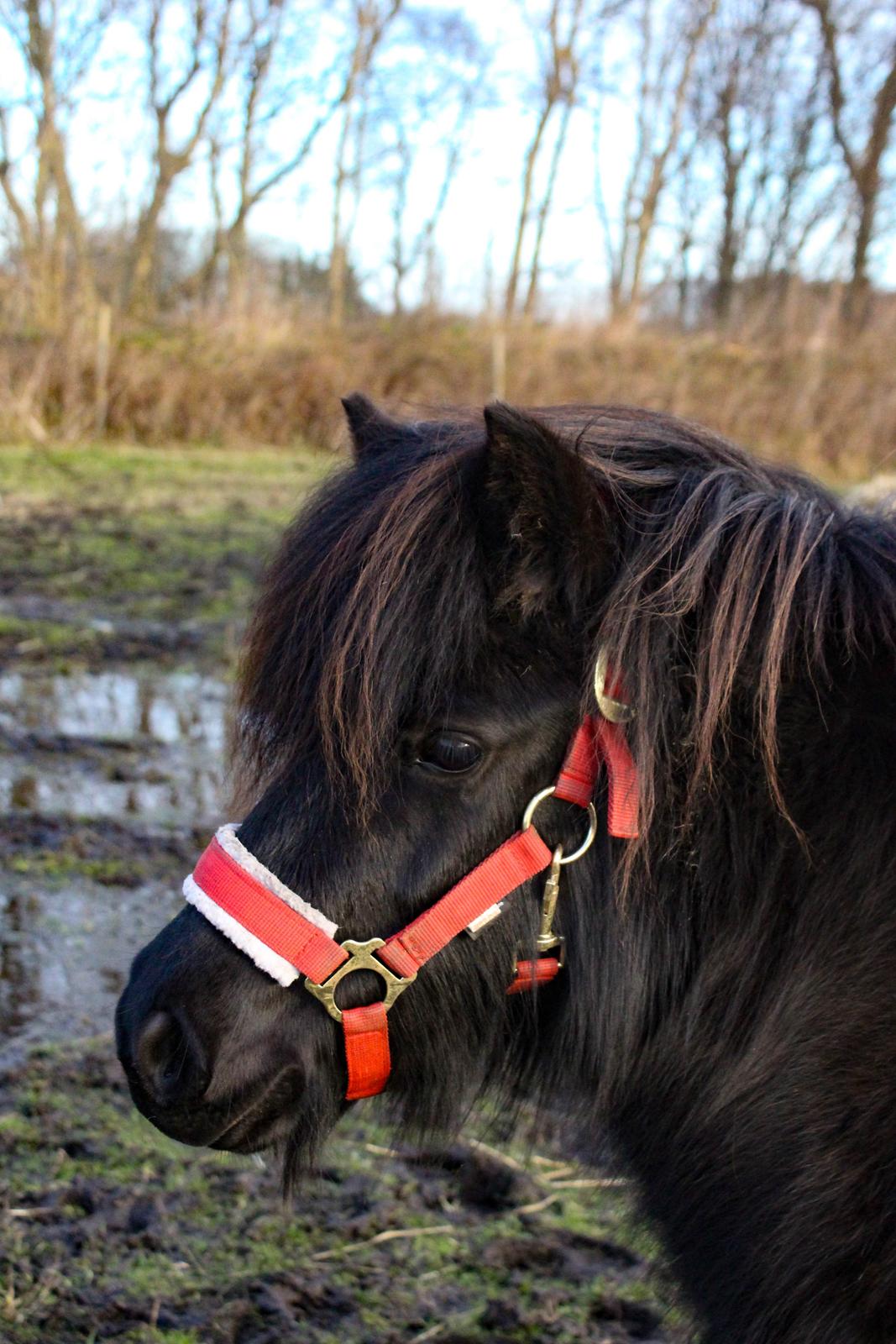 Shetlænder Mosbækmindes Toscana - 7 December 2015  billede 15