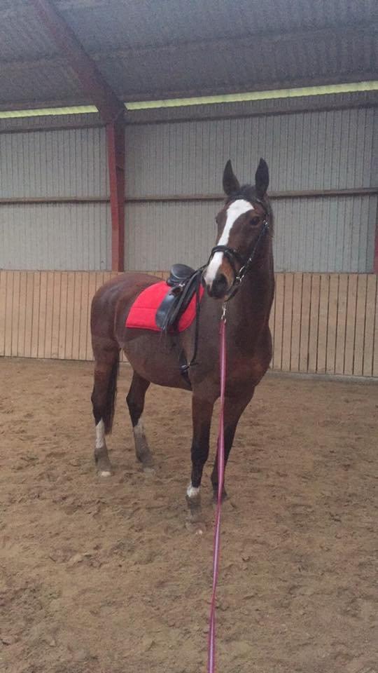 Dansk Varmblod Candi-Ligth Elmbo billede 14