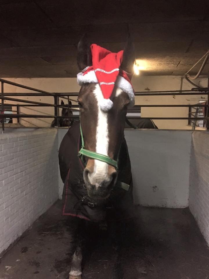 Dansk Varmblod Candi-Ligth Elmbo billede 15