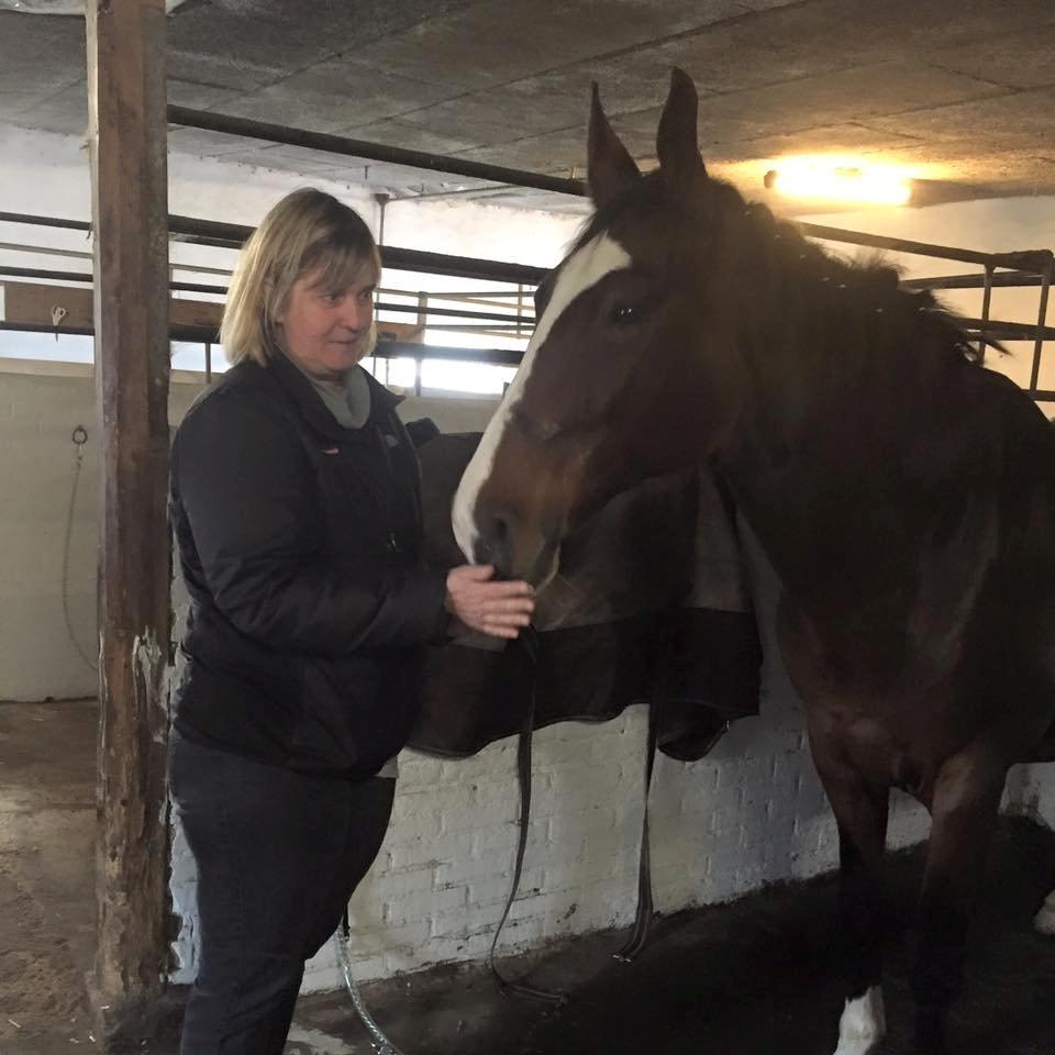 Dansk Varmblod Candi-Ligth Elmbo billede 17