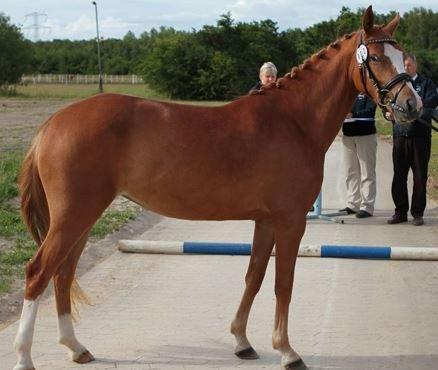 DSP Lille Asserholt Wikipidia RSDH 637 billede 5