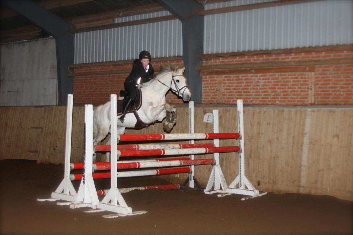 Welsh Partbred (Sec F) Floor billede 4