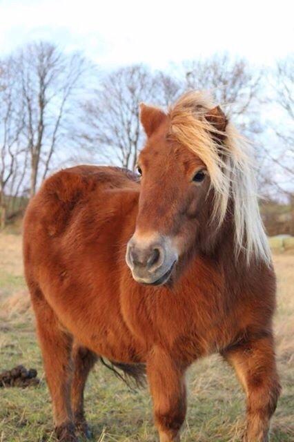 Shetlænder Turbo Tulle - Fluffy unicorn <3 December 2015. Taget af Amalie Dalby  billede 15